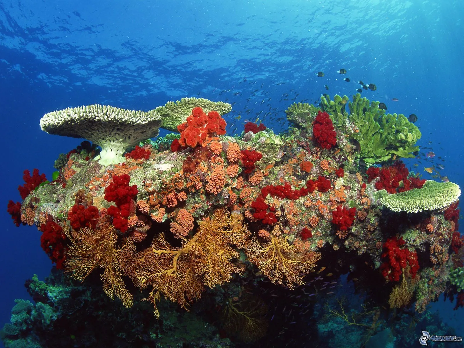 Corales marinos