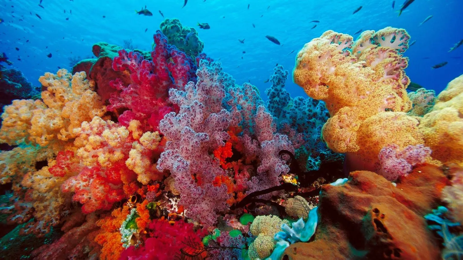 Corales marinos | Fotos de naturaleza, animales, paisajes ...