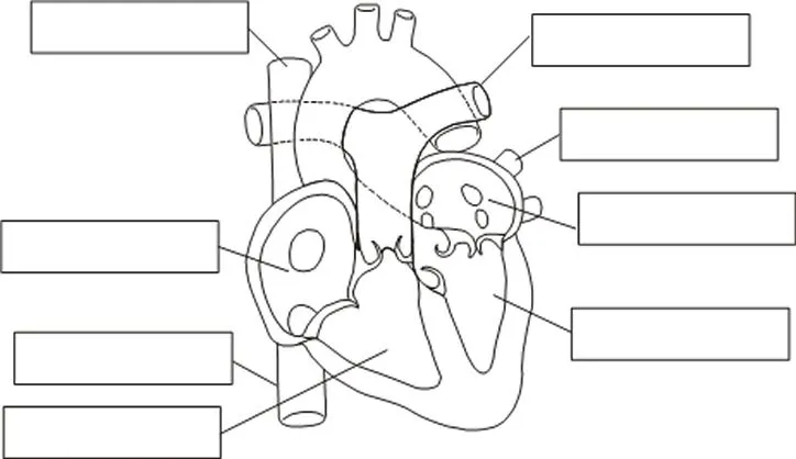 Corazon humano para colorear con sus partes - Imagui