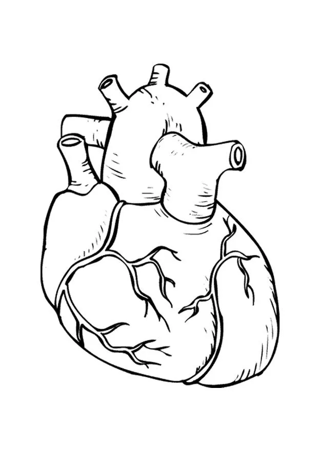 corazón humano Colouring Pages
