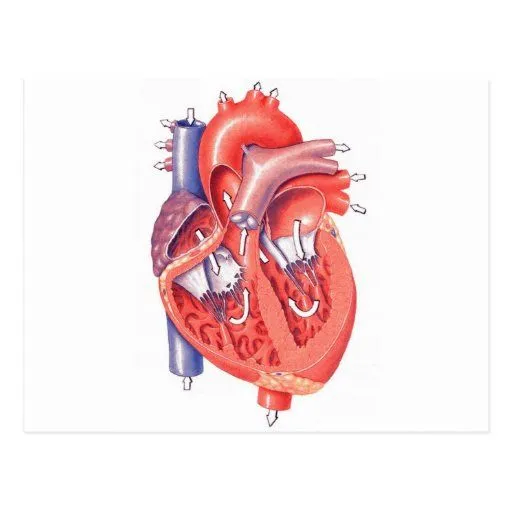 Corazón humano tarjetas postales | Zazzle