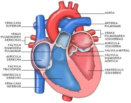 Corazon latiendo fuera del cuerpo - Taringa!