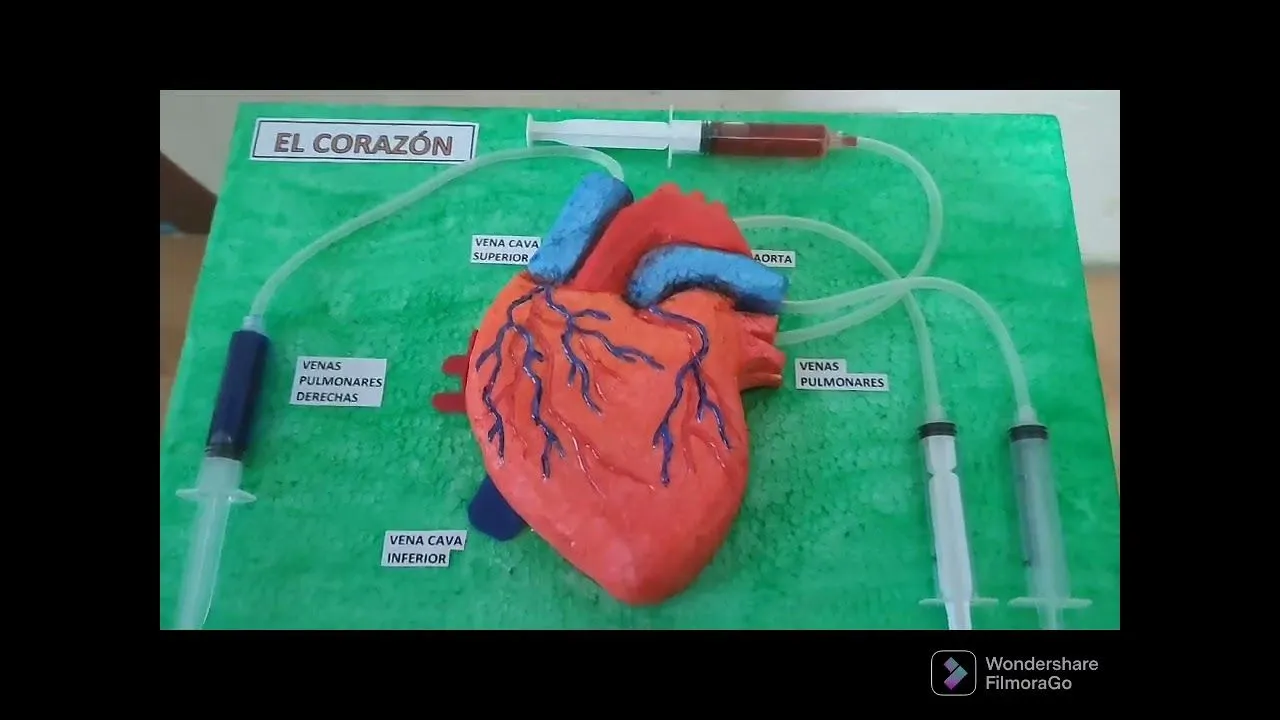 El Corazón. maqueta fácil - YouTube