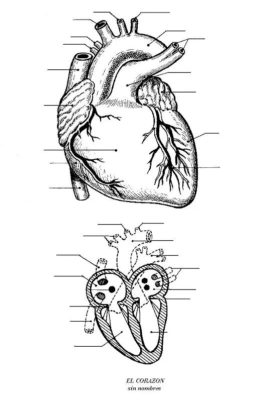 Pinto Dibujos: Partes del Corazón sin nombres para colorear