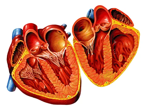 Corazon sin nombres - Imagui