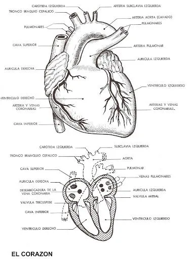 Pinto Dibujos: Partes del corazón para colorear