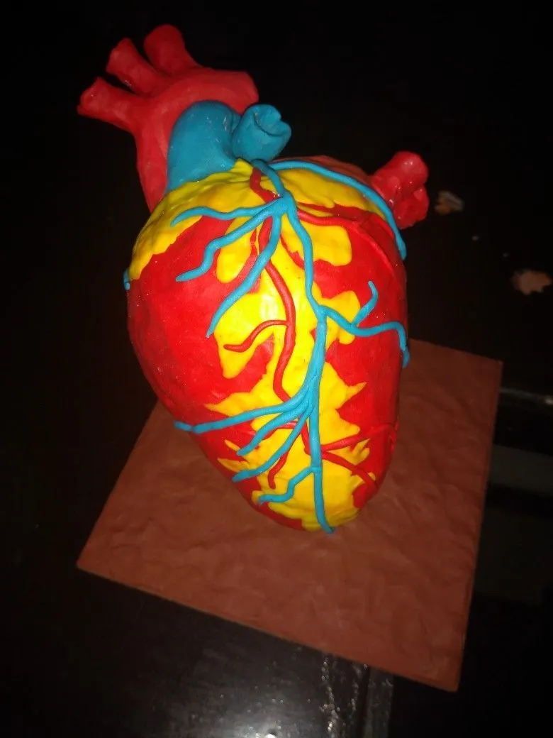 Corazon de plastilina | Corazon maqueta, Maquetas de escuelas, Maquetas con  plastilina