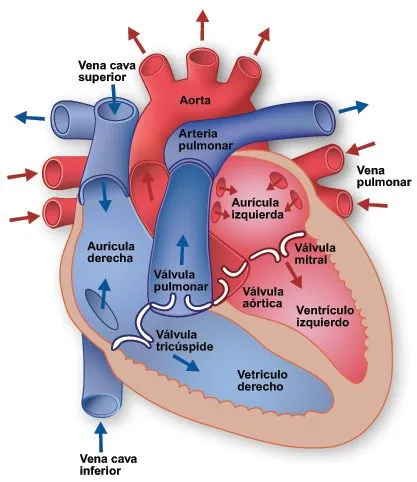 ESQUEMA DE CORAZON - Imagui