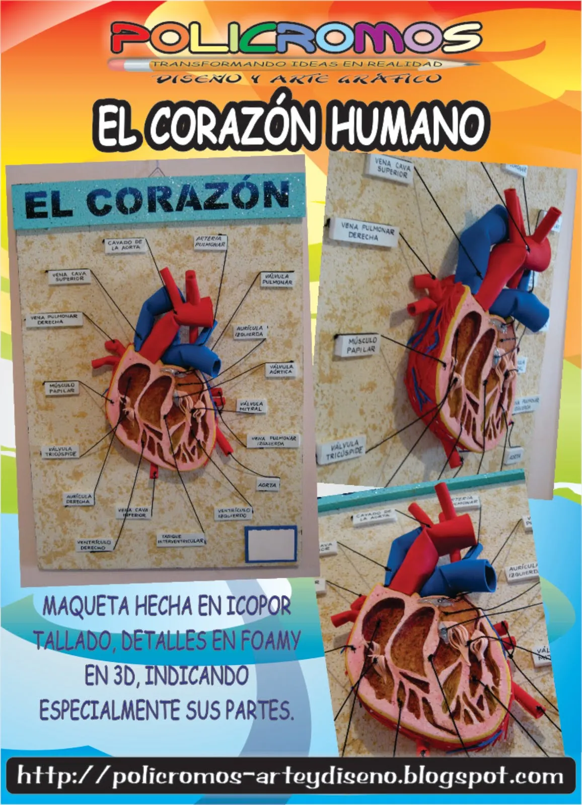 Como hacer maqueta del corazón humáno - Imagui