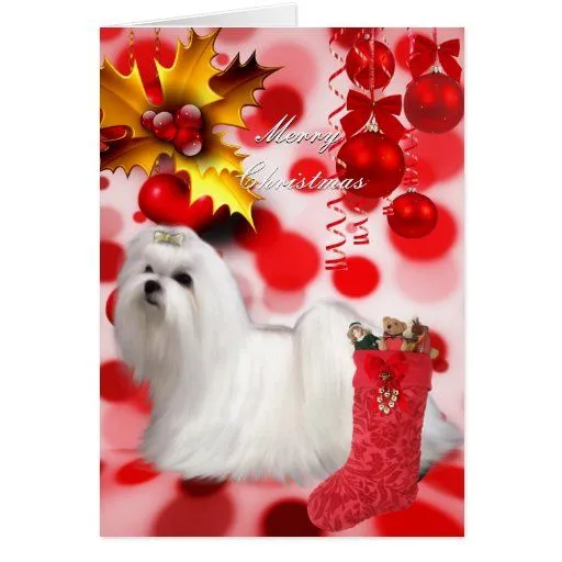 Corazones del perrito del perro maltés de Navidad de Zazzle.