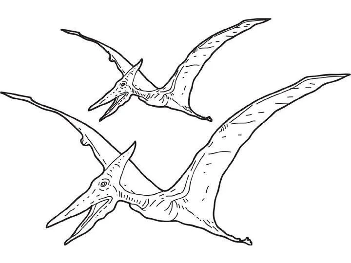 Dibujos para colorear dinosaurio PTERODACTILO - Dibujo pterosaurio