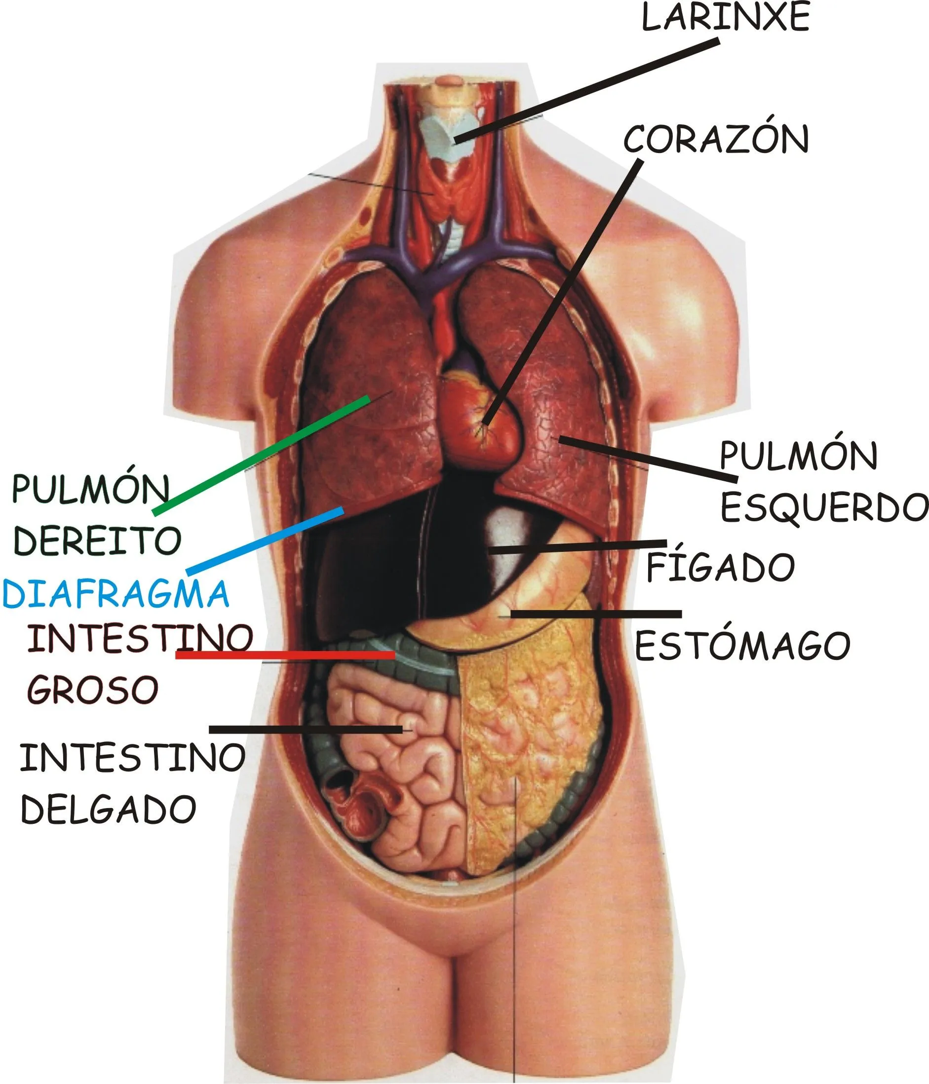 CORPO HUMANO