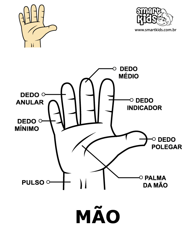 Corpo Humano - Mão