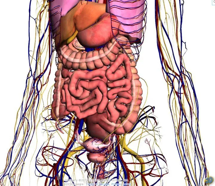 Corpo humano orgãos internos - Imagui