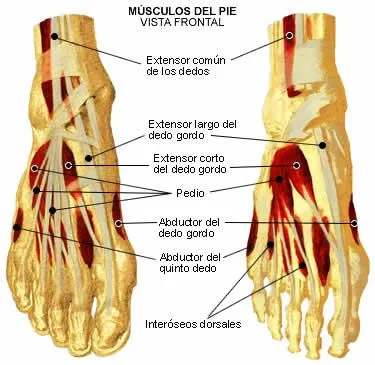 Correr definitivamente no es de cobardes: Relacionando la ...