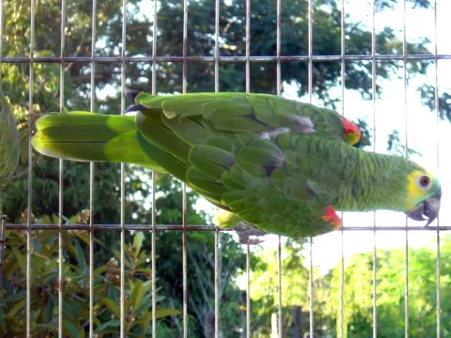 CORRIENTES - LOROPARK