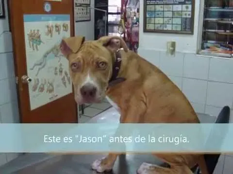 Por qué les cortan las orejas a los perros de esta raza? | PITBULLS