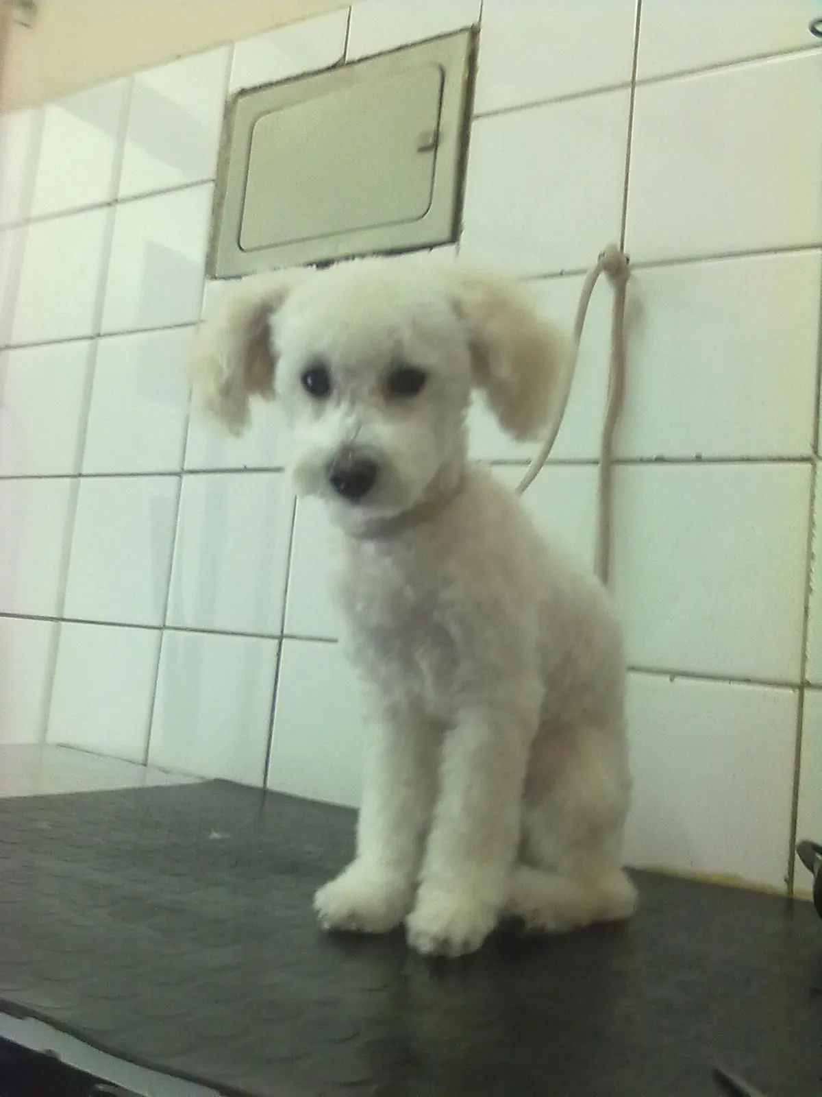 Corte de poodle - Imagui