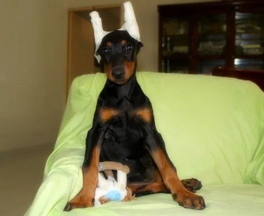 Cortes de orejas para doberman - Imagui