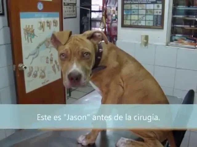 Corte de orejas paso a paso. Pautas AKC sobre la otoplastía ...