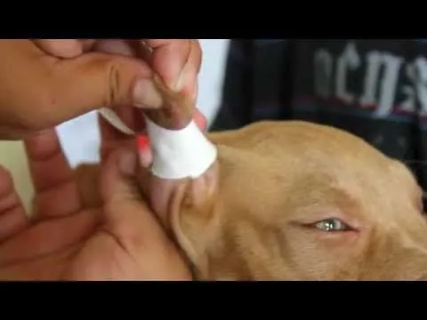 Corte de orejas paso a paso. Pautas AKC sobre la otoplastía ...