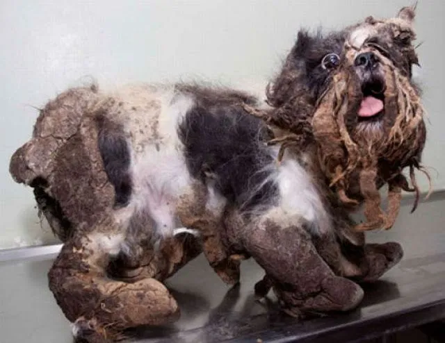 El primer corte de pelo de este perro, impresionante! | Rincón ...