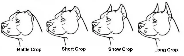 Muestras de cortes de orejas para Pitbulls - Imagui