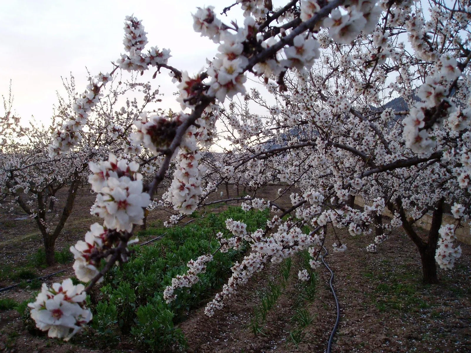 Cortijo Bamel: La Floracion del Almendro