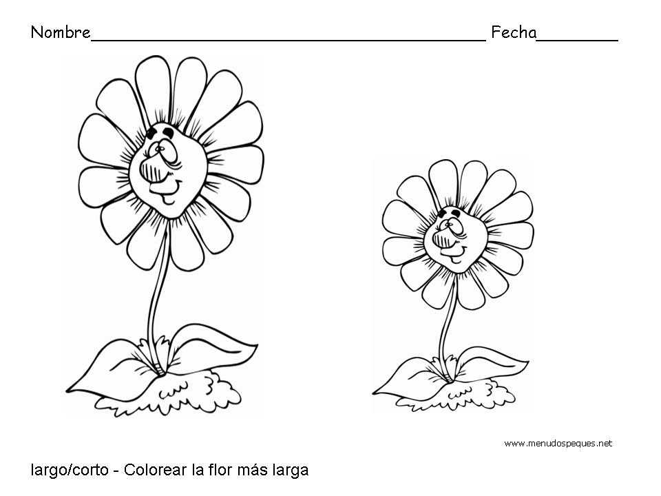 Largo y corto, flores - Fichas de conceptos básicos