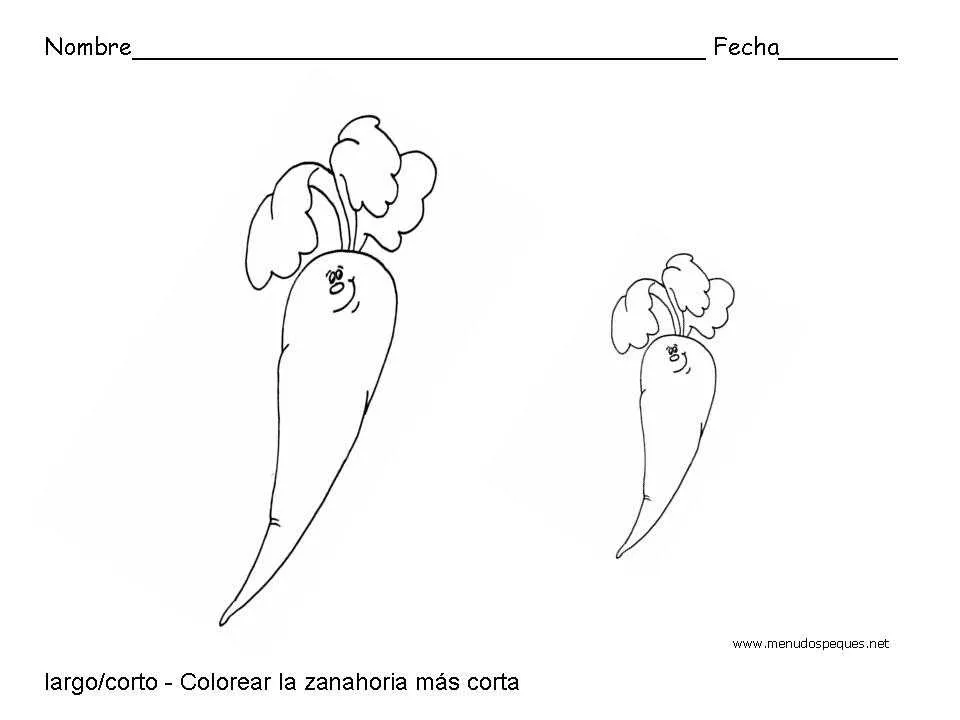 Largo y corto, zanahorias - Fichas de conceptos básicos