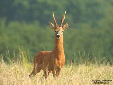 Corzo (Capreolus capreolus) » VENADOPEDIA