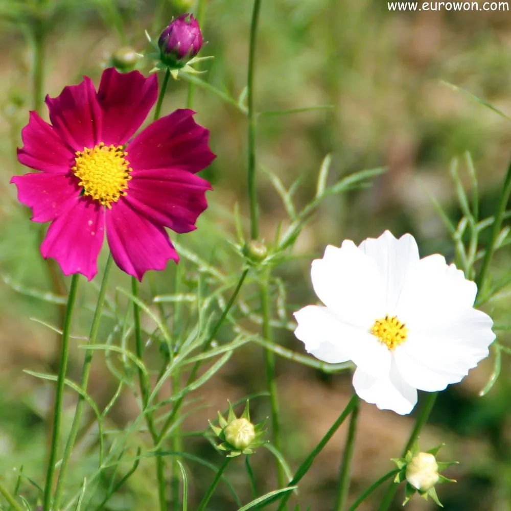 Cosmos, la flor del otoño coreano [