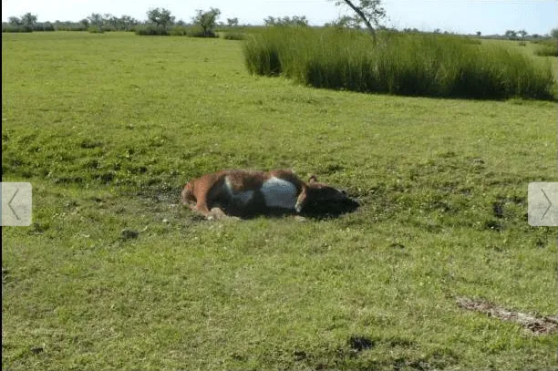 El Cosmos y Los Ovnis: Volvieron a aparecer vacas mutiladas en un ...