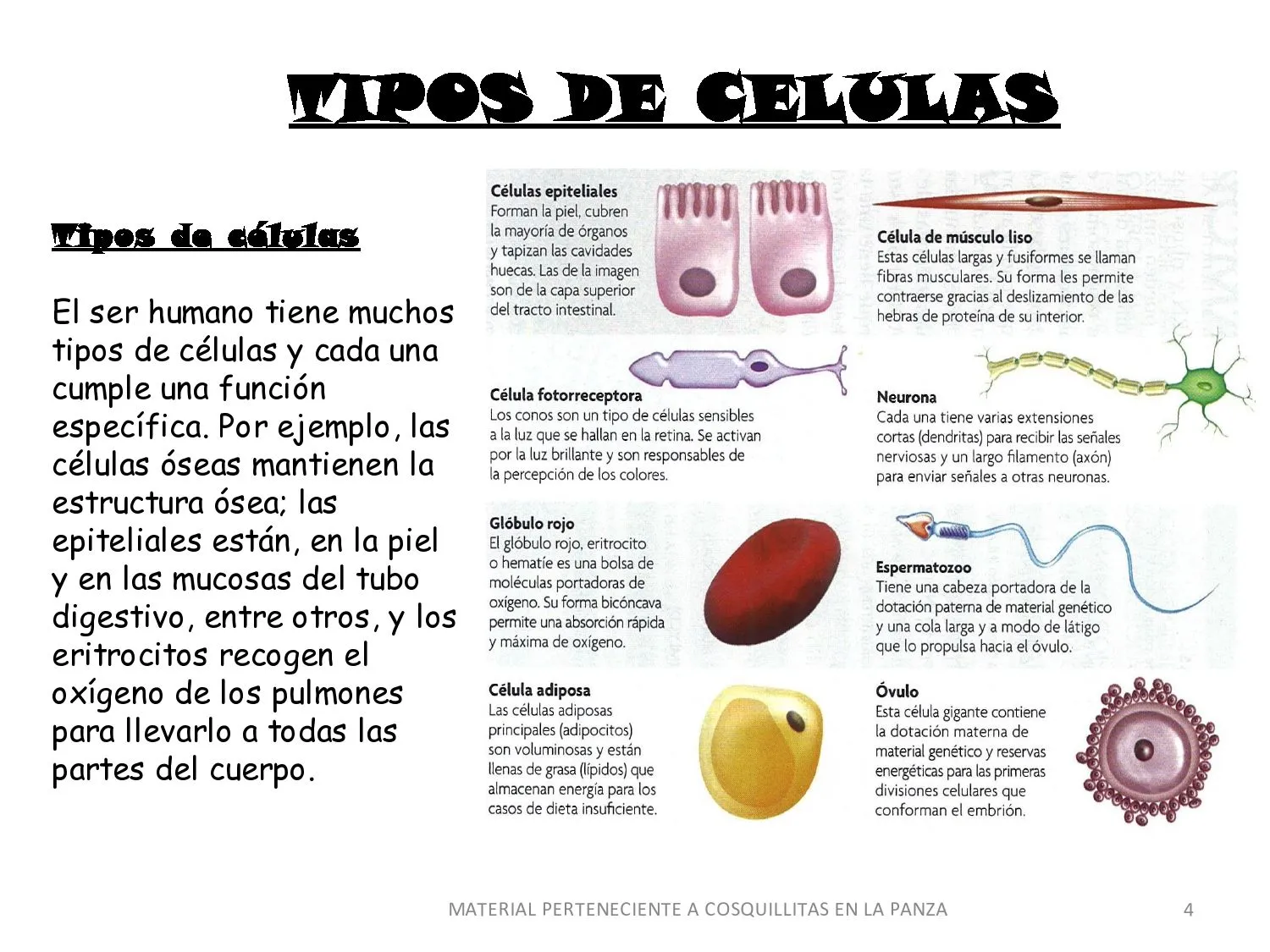 CoSqUiLLiTaS eN La PaNzA BLoGs: LA CÉLULA (CON ACTIVIDADES )