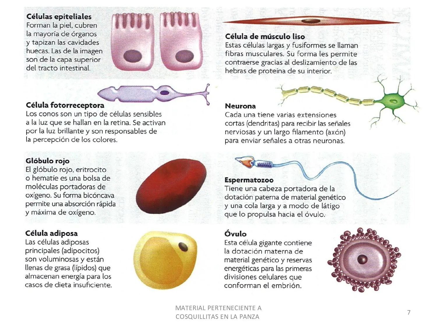 CoSqUiLLiTaS eN La PaNzA BLoGs: LA CÉLULA (CON ACTIVIDADES )