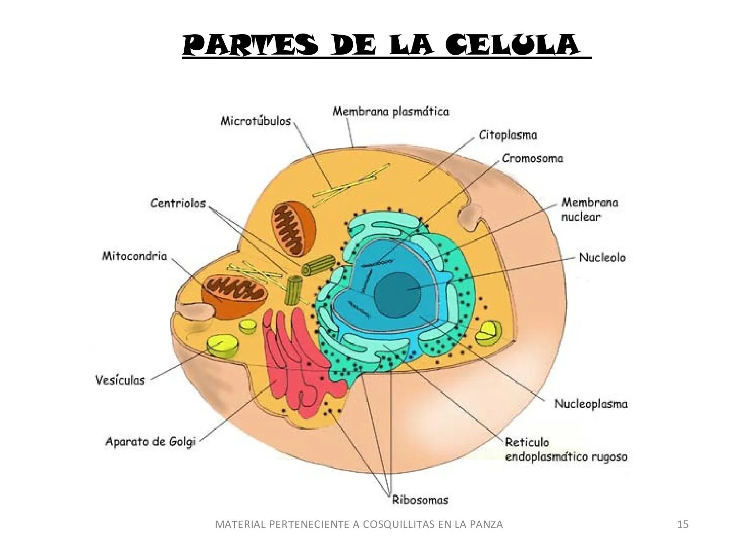 CoSqUiLLiTaS eN La PaNzA BLoGs: LA CÉLULA (CON ACTIVIDADES )