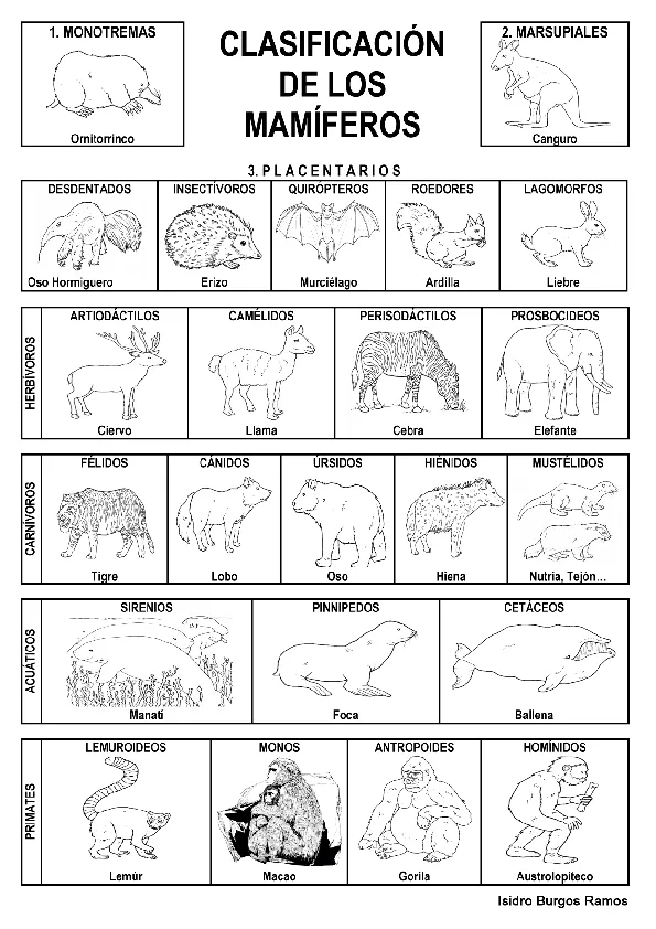 CoSqUiLLiTaS eN La PaNzA BLoGs: CLASIFICACIÓN DE ANIMALES