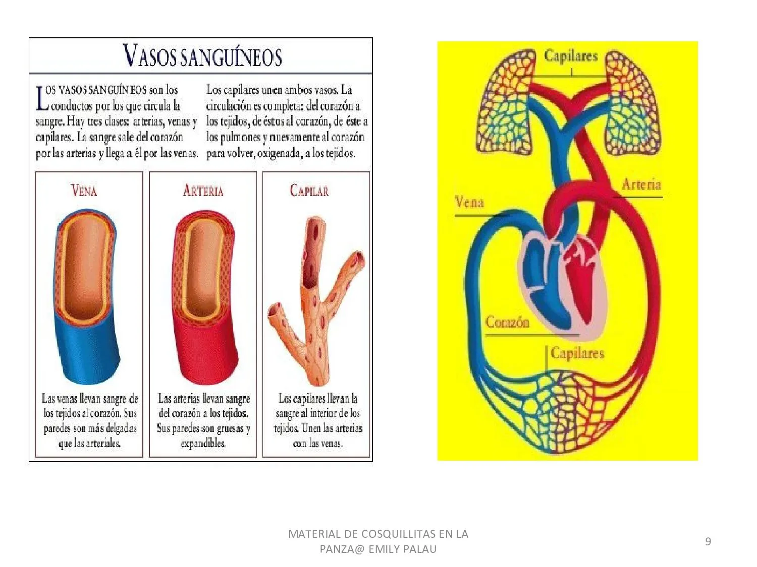 CoSqUiLLiTaS eN La PaNzA BLoGs: SISTEMAS Y APARATOS DEL CUERPO ...