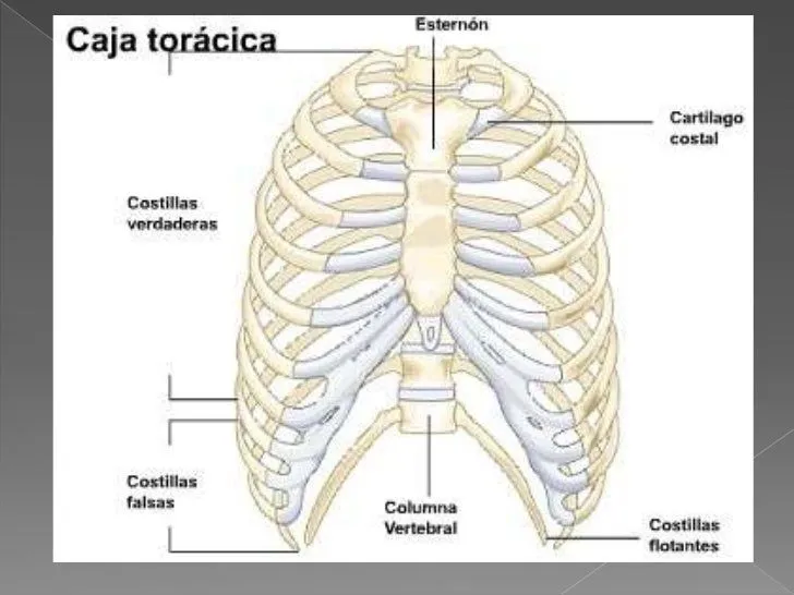 costillas-5-728.jpg?cb=1349529695