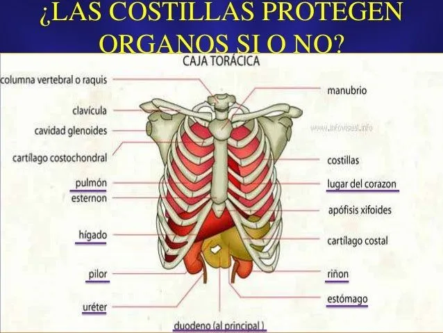costillas-esternn-y-clavicula- ...