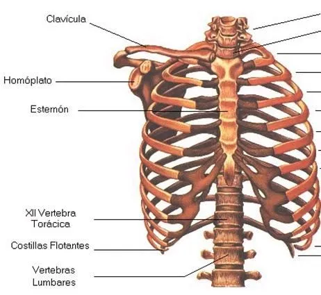 Costillas Flotantes | Luna Gibosa Creciente