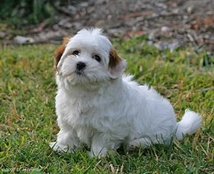 Coton de Tulear, fotos, razas de perros