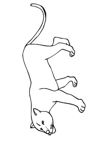 Cougar or Puma or Panther or Mountain Lion coloring page | Super ...