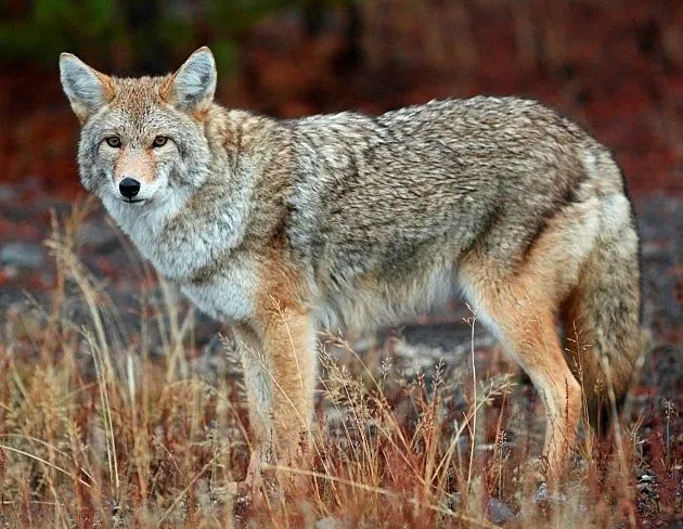 Coyote-630x488.jpg