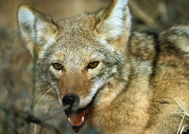 Coyote (Canis latrans)