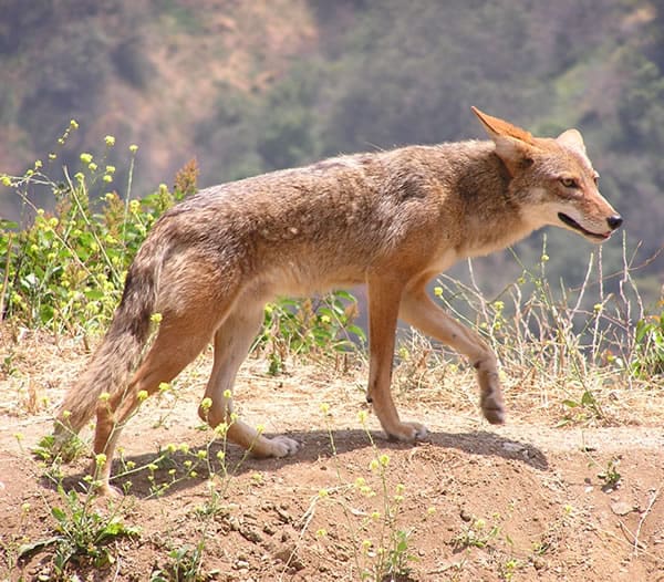 Coyote (Canis latrans) - Animals - A-Z Animals - Animal Facts ...