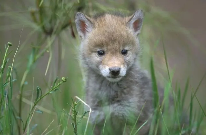 Coyote - Canis latrans - NatureWorks