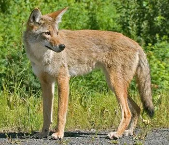 Coyote Facts - NatureMapping