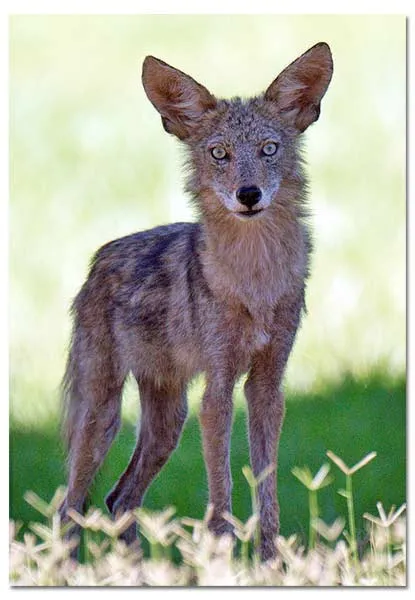 Coyote - How to live with Coyotes - DesertUSA