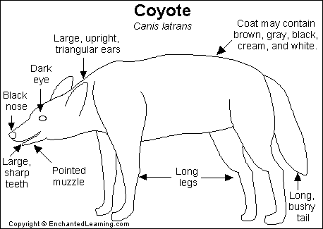 Coyote Printout- EnchantedLearning.